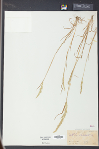 Eatonia obtusata image