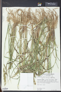 Echinochloa colona image