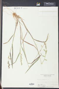 Echinochloa colona image