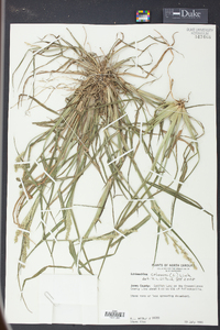 Echinochloa colona image