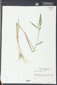 Echinochloa colona image