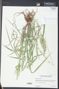 Echinochloa colona image