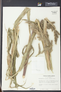 Echinochloa walteri image