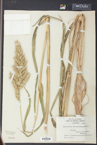 Echinochloa walteri image