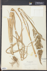 Echinochloa walteri image