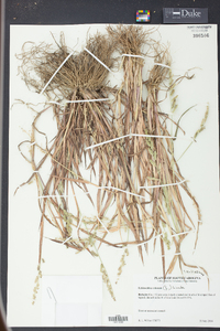 Echinochloa colona image