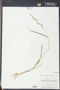 Echinochloa colona image