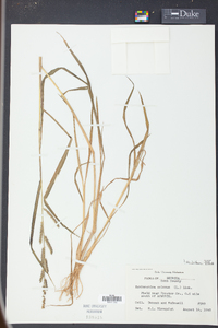 Echinochloa colona image