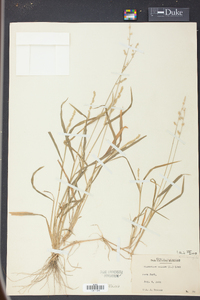 Echinochloa colona image