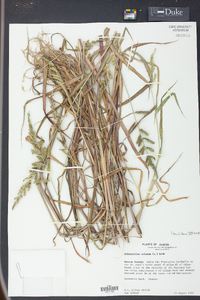 Echinochloa colona image