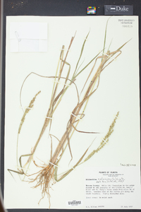 Echinochloa colona image