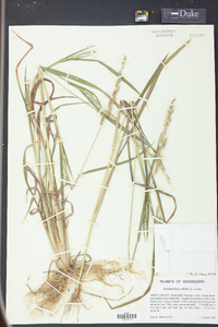 Echinochloa colona image