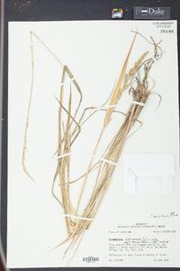 Echinochloa colona image