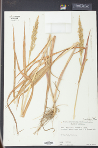 Echinochloa colona image