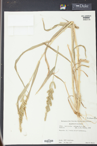 Echinochloa colona image