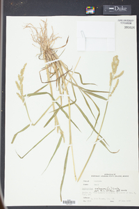 Echinochloa colona image