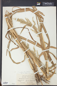 Echinochloa walteri image