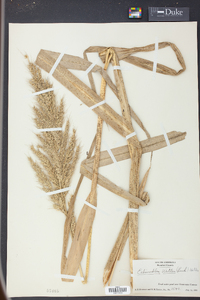 Echinochloa walteri image