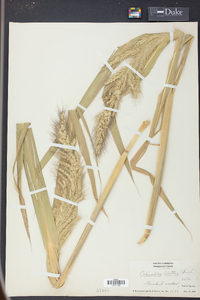 Echinochloa walteri image