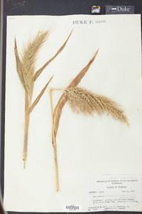 Echinochloa walteri image