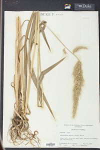 Echinochloa walteri image