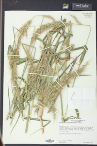 Echinochloa walteri image