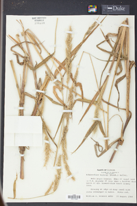 Echinochloa walteri image