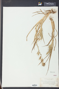 Echinochloa walteri image