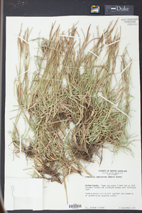 Eremochloa ophiuroides image