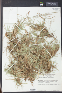 Eremochloa ophiuroides image