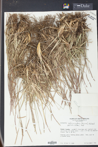 Eremochloa ophiuroides image