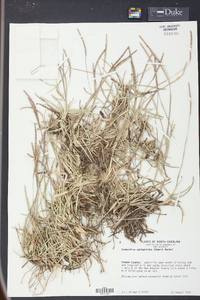 Eremochloa ophiuroides image