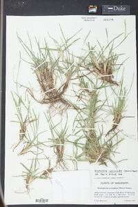 Eremochloa ophiuroides image