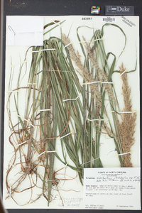 Saccharum alopecuroides image