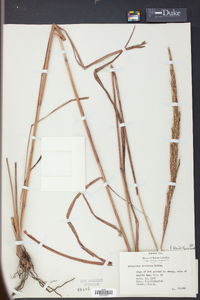 Saccharum baldwinii image