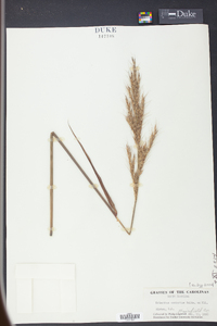 Saccharum brevibarbe image