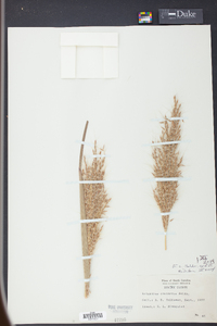 Saccharum brevibarbe var. contortum image