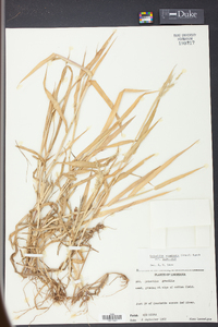 Eriochloa acuminata image