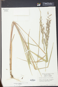 Eriochloa michauxii image