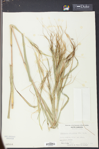 Heteropogon melanocarpus image