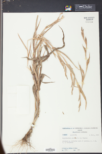 Hackelochloa granularis image