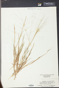 Digitaria cognata image