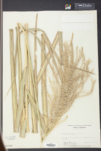 Miscanthus sinensis image