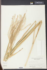 Miscanthus sinensis image