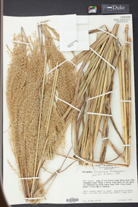 Miscanthus sinensis image