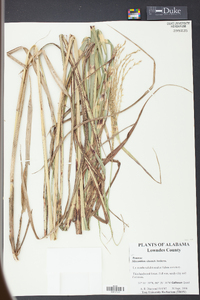 Miscanthus sinensis image