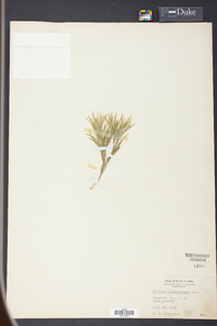 Panicum albemarlense image