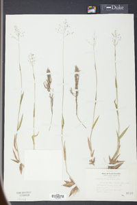 Panicum albemarlense image