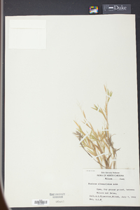 Panicum albemarlense image