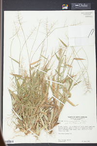 Panicum albomarginatum image